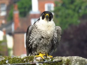 484032046 705709458445452 1987671040695787915 N 1