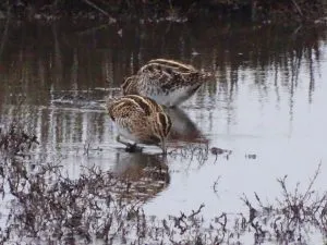 Bird Snipe DSC02909ap 300x225 1