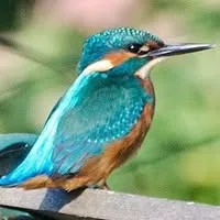 476471822 1132483175592704 7985561006331779812 N