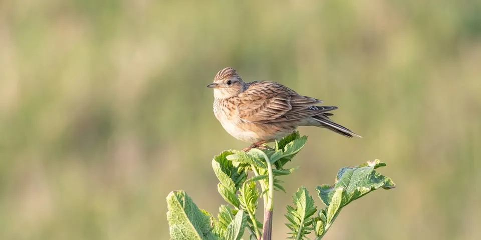 668987816 1370564538442107 4342339053798737171 N